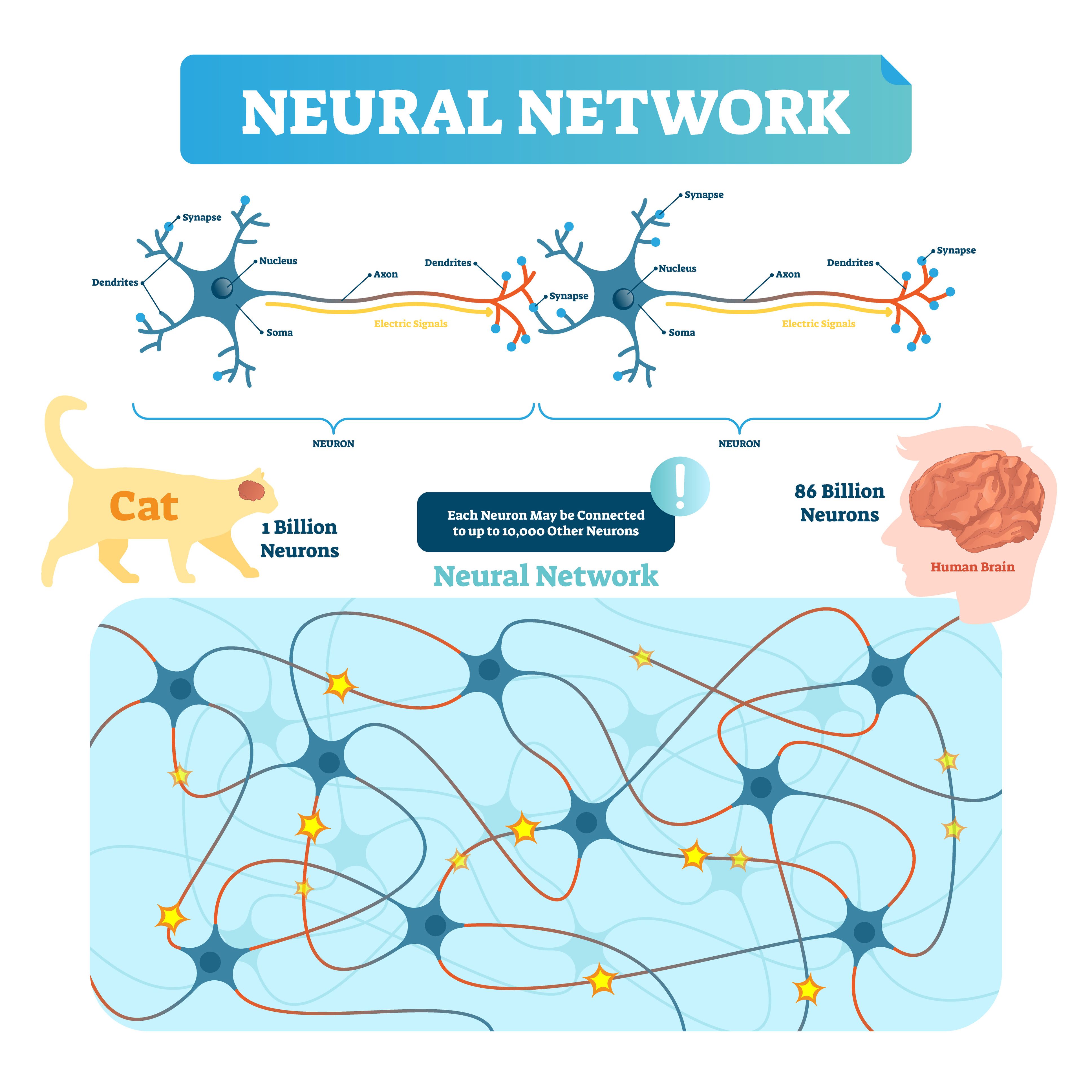 BrainNeuralNetworkAndNeuron